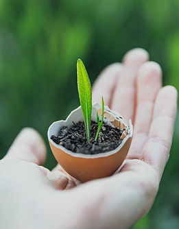 Sprout in Eggshell