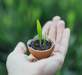Sprout in Eggshell