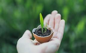 Sprout in Eggshell