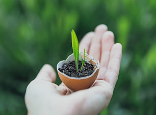 Sprout in Eggshell