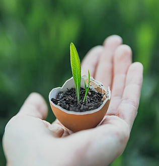 Germinated Plant