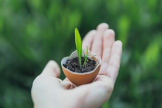 発芽植物