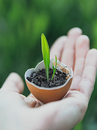 Sprout in Eggshell