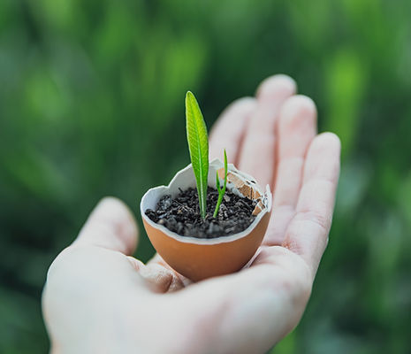 Sprossen in der Eierschale