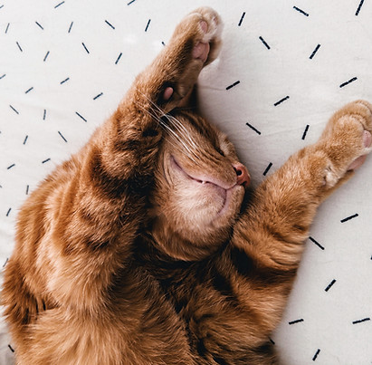 Katze, die auf Blätter ausdehnt