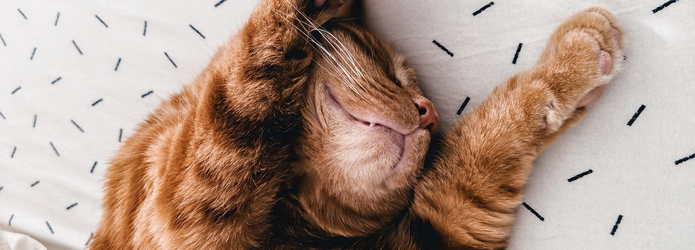 Chat