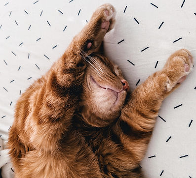 Cat Stretching on Sheets
