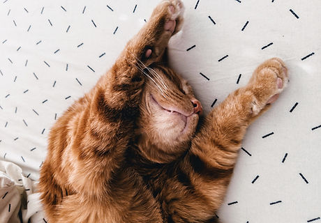 Cat Stretching on Sheets