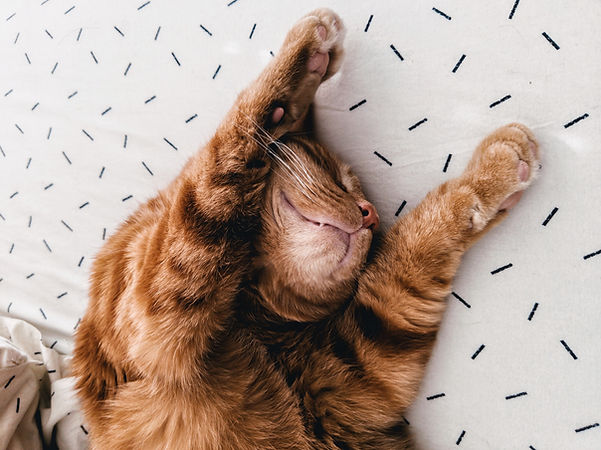 Orange Cat Stretching on Sheets with Black Sprinkle Design