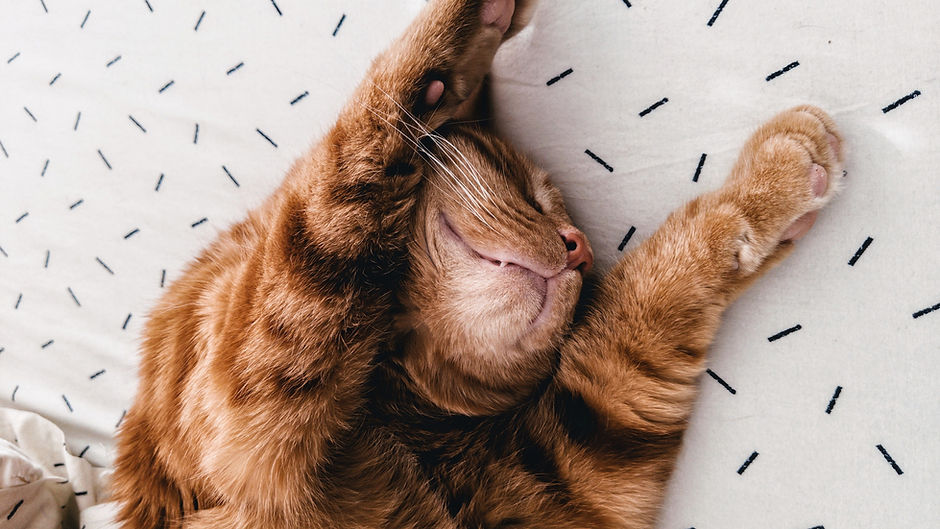 Gato, estendendo-se em folhas