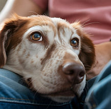 Chien se reposant sur ses genoux