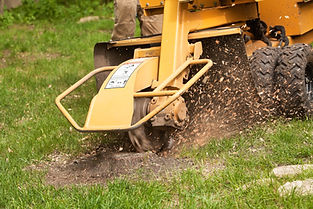 A stump grinding machine is removing the remaining stump of a cut tree