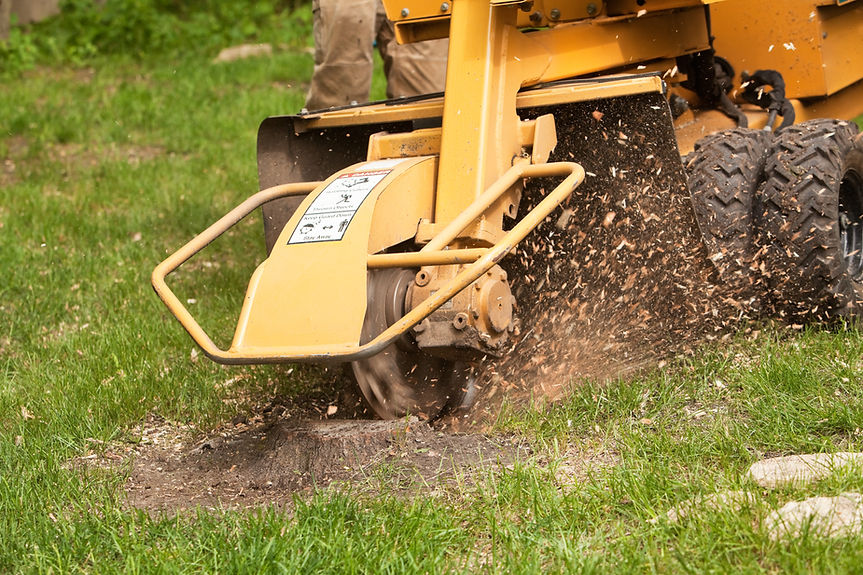 A stump grinding machine is removing the remaining stump of a cut tree