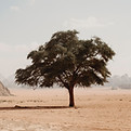 Lone Tree