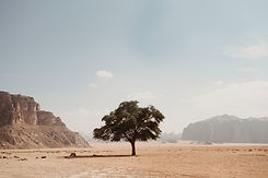 Lone Desert Tree