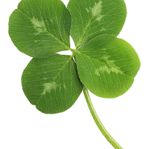 Four-Leaf Clover