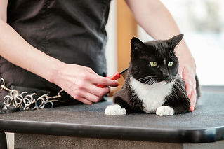 A professional cat groomer finishes the grooming on a cat. The pet is laying on a grooming