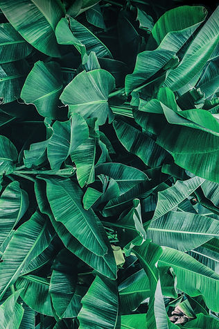 Tropical Leaves Close-Up