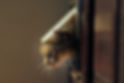 A cat exiting a flap