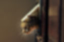 A cat exiting a flap