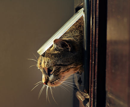 Window Fitters Glasgow view 3