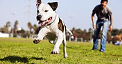 Dog Running Outdoors