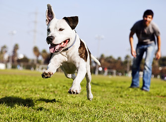 Happy Dog