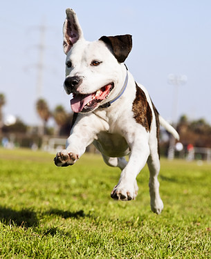 board and train maryland, dog training southern maryland, dog boarding calvert county, maryland dog trainers, dmv area dog trainer, dog training dc area, dog boarding southern maryland, dog trainer southern md, boarding training southern maryland, boarding training dmv