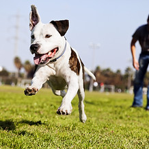 Dog Running Outdoors
