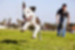 Dog Running Outdoors