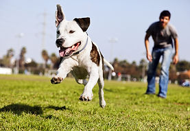 CHIEN QUI NE REVIENT PAS AU RAPPEL