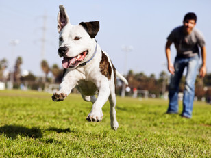 A Katy Family Warns How a Simple Dog Walk Can Lead to Heatstroke