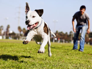 The Best Dog Trainers in Central Maine: Research Backed by a Licensed Vet Technician