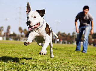 Dog Running Outdoors