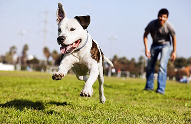 Dog Training to recall