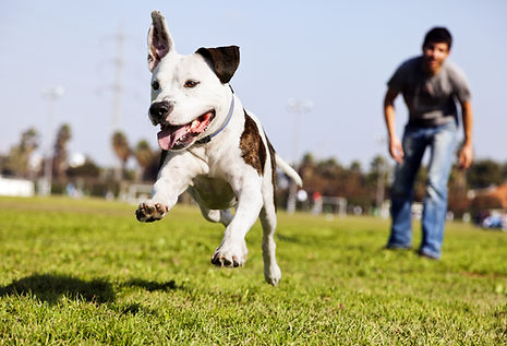 Dog Playing