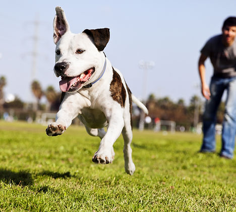 Happy Dog