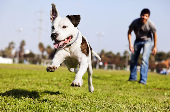 Happy Dog