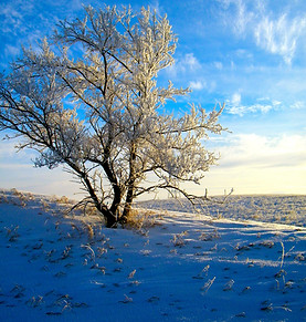 Arbre enneigé