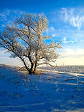 White Tree