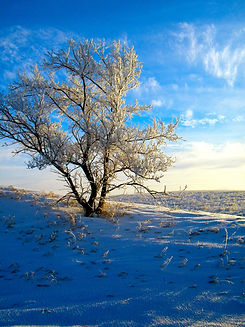 White Tree