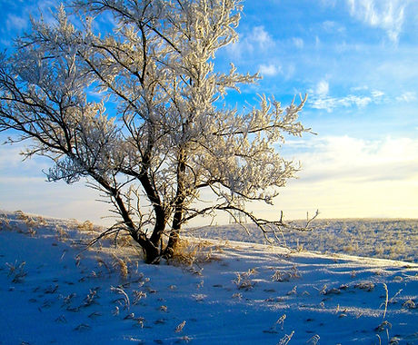 White Tree