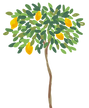 Lemon Tree Illustration