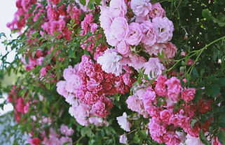 Roses trémières
