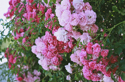 Pink Flowers
