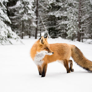 Fox Spirit Animal 