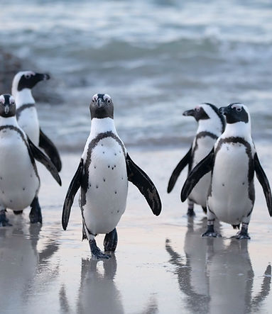 Pinguine am Strand
