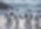 Penguins