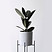 Rubber Plant