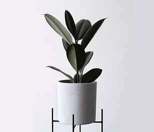 Rubber Plant